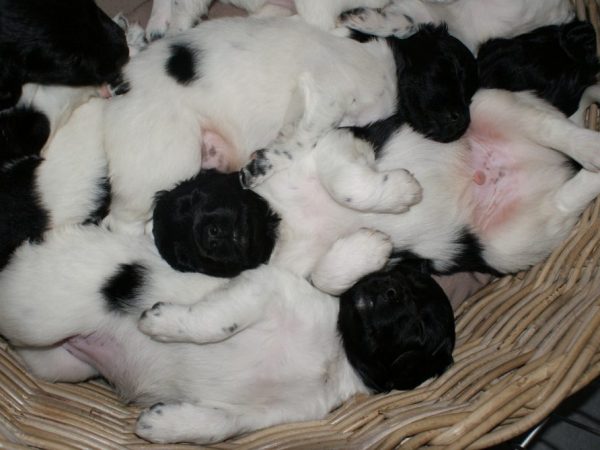 Friese Stabij puppy's