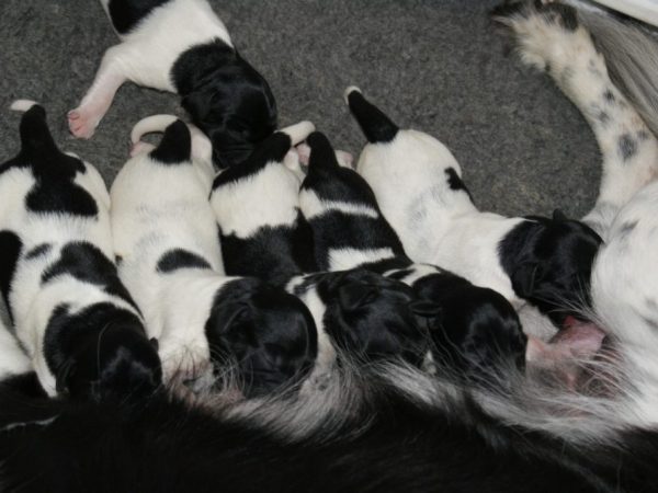 Schattige stabij puppy's