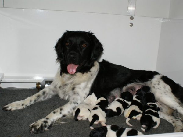 Moeder met stabij puppies