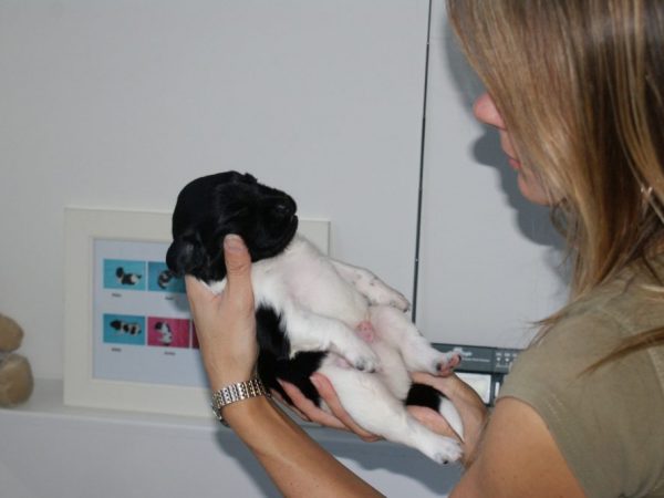Stabij puppy