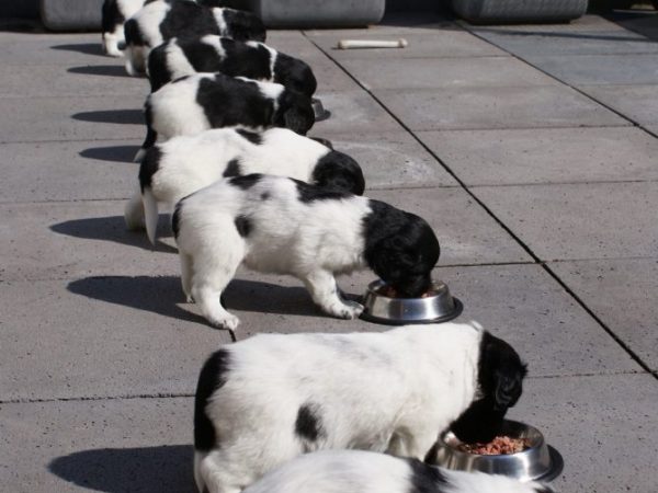 Stabij pups eten buiten