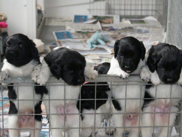 pups 4 weken Stabij