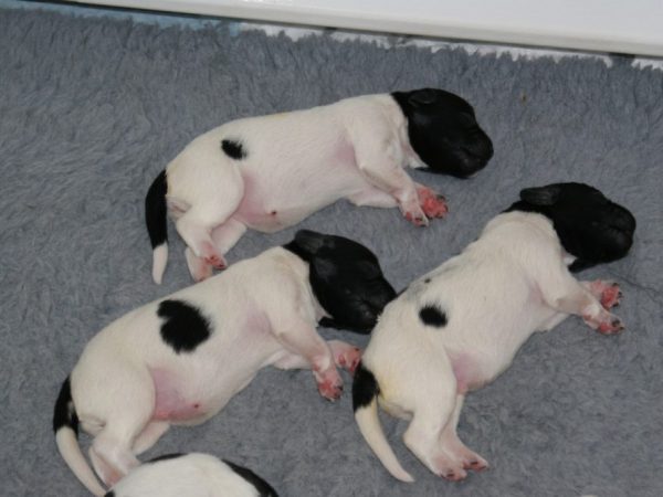 Friese Stabij puppy's