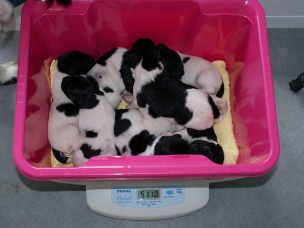 Friese Stabij pups De Mollehoeve