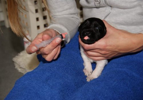 eerste ontworming pup